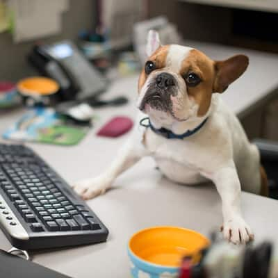 Dog by computer